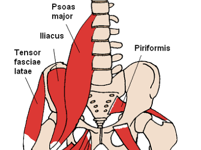 Muscle du bassin et psoas