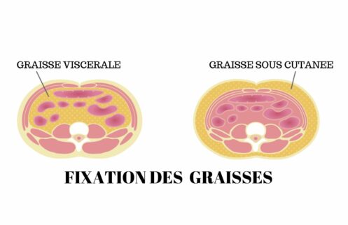diminuer la graisse Viscérale